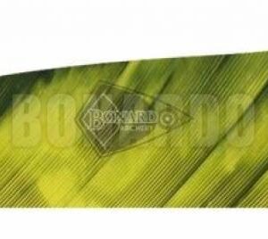 GATEWAY PENNE NATURALI 4" SCUDO TREBARK YELLOW/BLACK