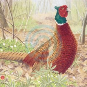 JVD BERSAGLIO ANIMALE FAGIANO