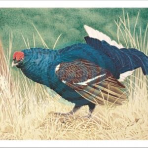 JVD BERSAGLIO ANIMALE GALLO FORCELLO