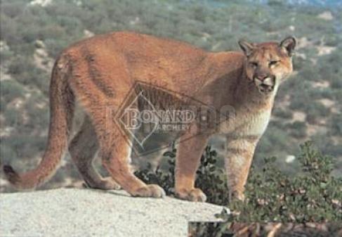 TRU LIFE #113 BERSAGLIO ANIMALE COGUARO