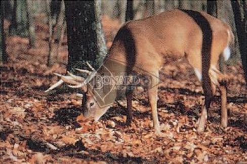 TRU LIFE #102 BERSAGLIO ANIMALE CERVO