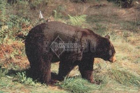 TRU LIFE #104 BERSAGLIO ANIMALE ORSO BRUNO